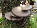 Grey Oyster Mushroom, Pleurotus ostreatus Identification.