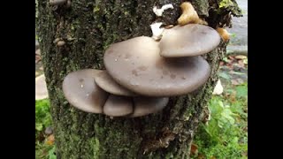 Grey Oyster Mushroom, Pleurotus ostreatus Identification.