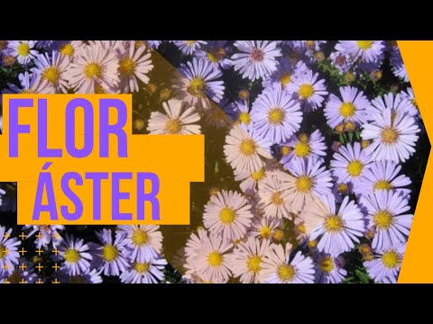 Vídeo: Flores de Áster: Dicas sobre como cuidar de ásteres