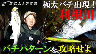 【ECLIPSE シーバス】極太バチ出現!利根川バチパターンを攻略せよ!