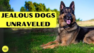 10 Jealous Dog Breeds: Unraveling the Protective Furballs!