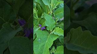 Best Dry Season Planting Trick 🌱🍌 | Use Banana Stem to Save Your Plants