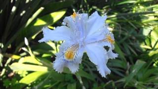 Lirio japonés: Iris japonica (www.riomoros.com)
