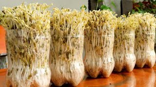 Schnelle Und Einfache Sojasprossen Zu Hause Anbauen In 3 Tagen