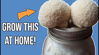 The SIMPLEST way to grow LIONS MANE MUSHROOM at home!