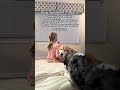 . #sheltiesandfriends #boardingbarktok #goldenretrieverlife #mom #smallbusiness