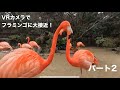 フラミンゴ【flamingo】【ＶＲ動画】#vr #360vr