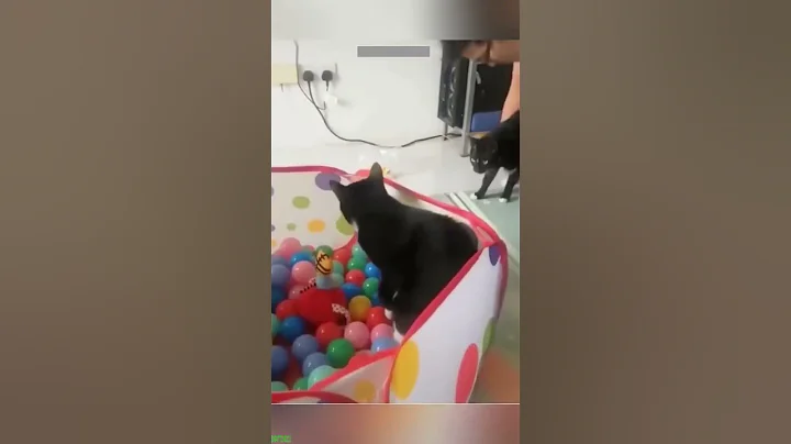 Video 11122451: maine coon cat playing, maine coon cat funny, cute cat