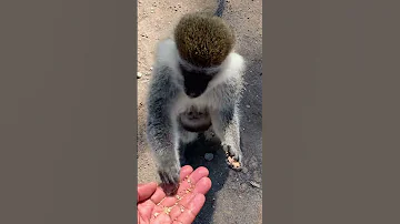 Éthiopie Exploring Ethiopia S Colorful City Hawassa Feeding Monkey 