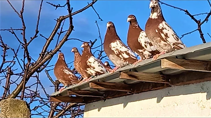 MEULEMANS RACING PIGEONS RED & YELLOW FARMA PIGEONS IN THE BACKYARD