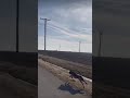 GREYHOUNDS DON'T PLAY💯HOW MANY MILES PER HOURS THIS DOG CAN RUN #fast #dogshorts #amazing