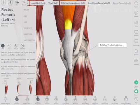 Deep Tendon Reflexes | Complete Anatomy