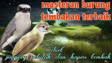 Masteran tembakan terbaik 🔥🔥 jingjing petulak dan kapas tembak