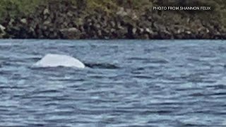 Beluga whale spotted in the Puget Sound for the first time in 80 years