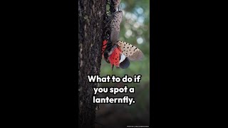 What should you do if you spot a lanternfly?