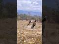 The Donkey Wants To Have Sex With The Zebra Zebra Donkey Animals Video Reels The Donkey Wants To Have Sex With The Zebra Zebra Donkey Animals Video Reels