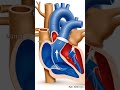 A human heart cross-section showing blood circulation.