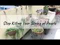 7 Must-Do to Keep String of Pearls Alive