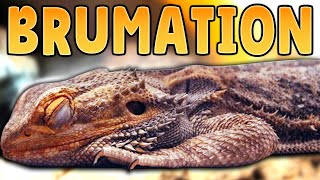 Why Is My Bearded Dragon Sleeping So Much? Bearded Dragon Brumation Guide