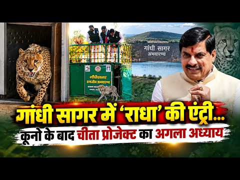 कूनो से गांधी सागर तक चीता संरक्षण का विस्तार...56 चीतों के साथ मध्यप्रदेश में नया अध्याय