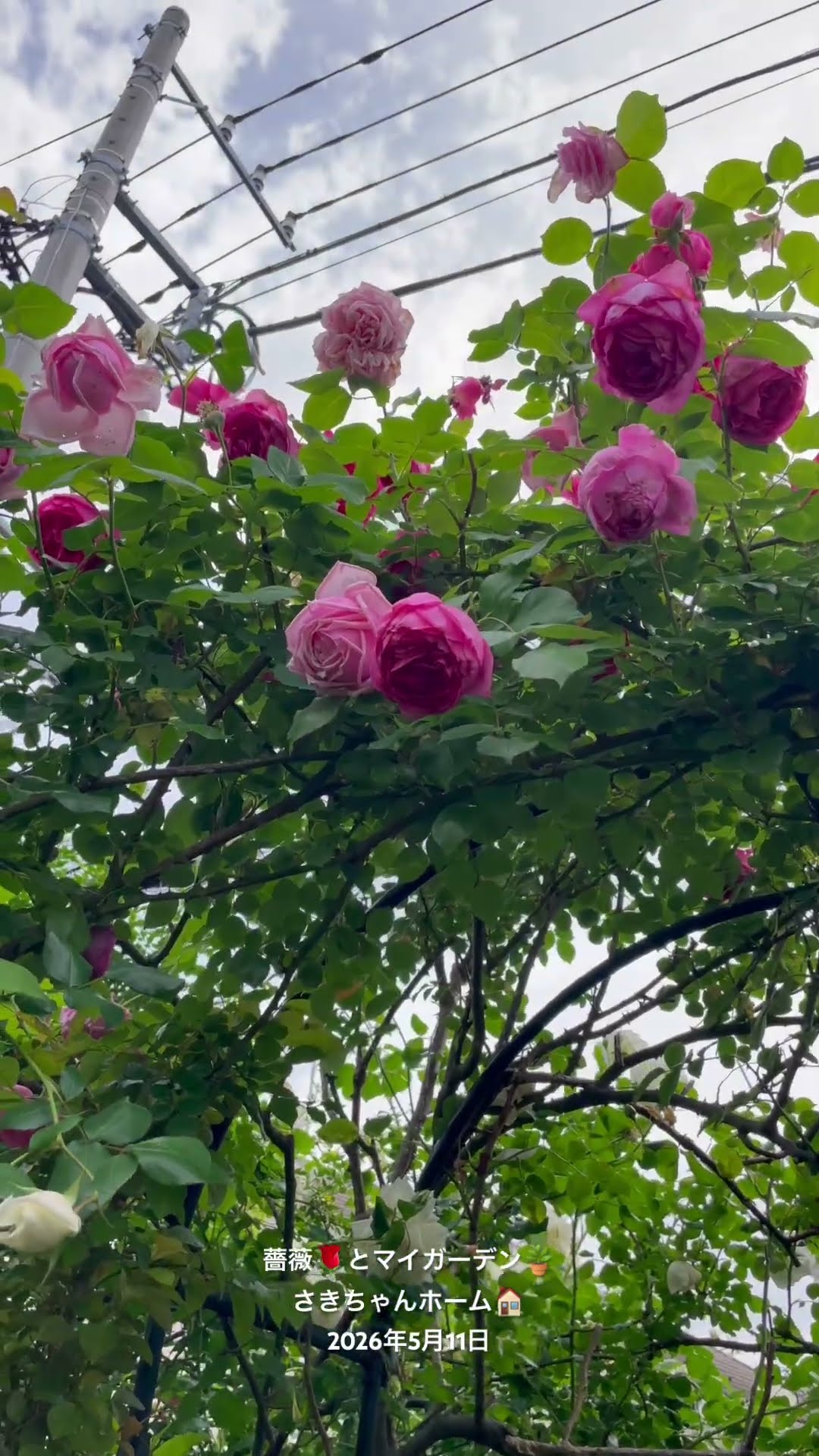 HD】2026年5月11日 🌹待ち焦がれたバラの花、クレマチスが開花してい