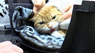 Angry Cats Who Hate the Vet