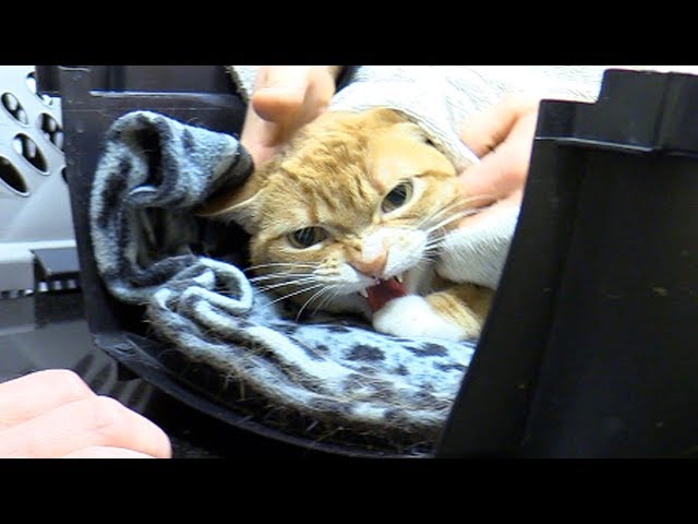 Angry Cat at the Vet  Fractious Cat Restraint 