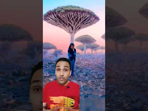 اغرب واجمل جزيره في اليمن
