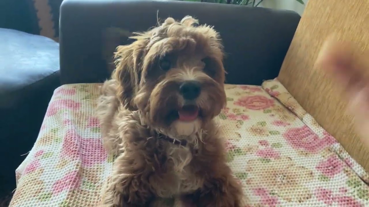 🩵ODİ&ZEYNA🩷Oyun zamanı #maltipoo #labrador #labradorretriever #oyun #köpekyavrusu #puppy #dogpuppy 