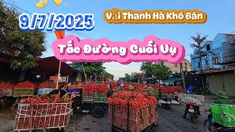 CUỐI VỤ TẮC ĐƯỜNG VẢI TẦU LAI KHÓ BÁN I NÚI ĐỒI LỤC NGẠN