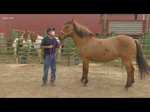 'Cowgirl 911' helps rescue livestock, animals displaced by Oregon wildfires