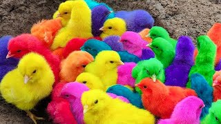 Menangkap ayam lucu, ayam warna warni, ayam rainbow, bebek, angsa, ikan hias, ikan cupang, Kelinci