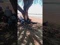 EL QUE A BUEN ARBOL SE ARRIMA BUENA SOMBRA LE COBIJA. #agricultura