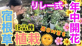 【宿根草】リレー方式で、花が一年中絶えない花壇づくりのための植栽