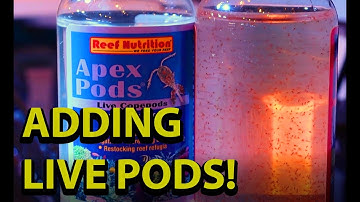 Adding Live Pods To Your Reef Tank \\ Reef Nutrition