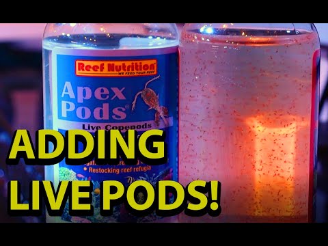 Adding Live Pods