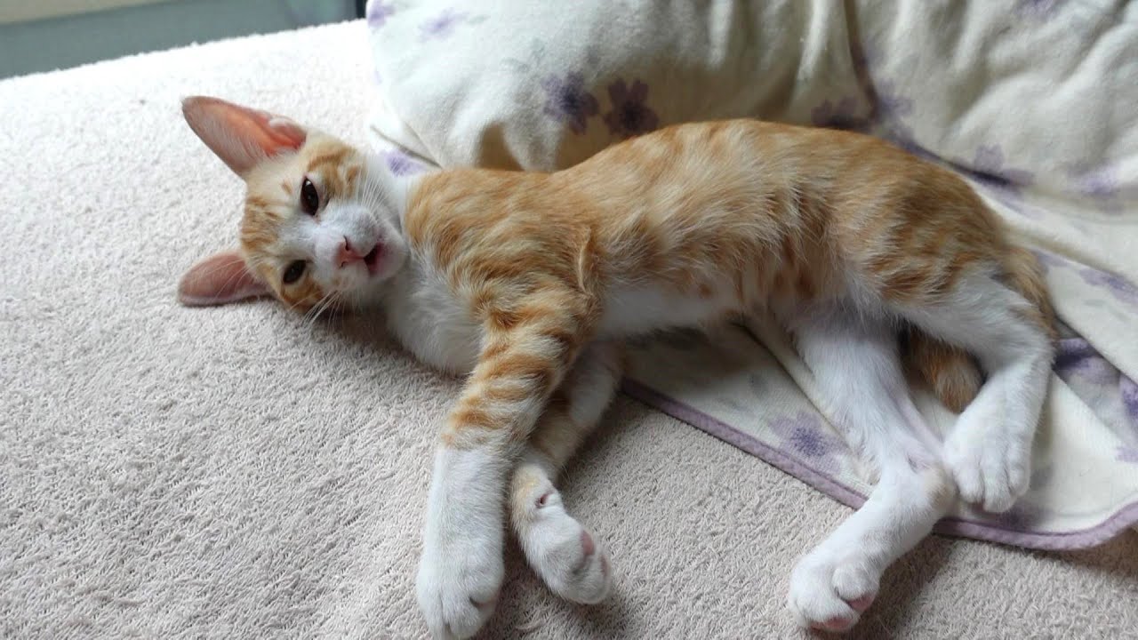 朝、なかなか起きない子猫たちを起こしに行ったら… - YouTube