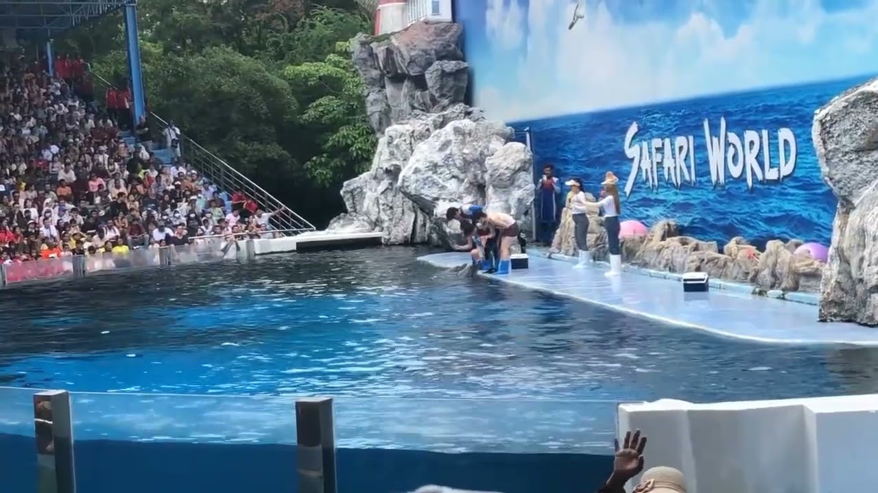 Dolphin show Thailand | Bangkok Animal Show | Safari World and Marine Park | The Most Amazing Zoo