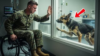 видео: Немецкая овчарка, которую собираются усыпить, умоляет морского пехотинца США — то, что произошло ... картинка: Немецкая овчарка, которую собираются усыпить, умоляет морского пехотинца США — то, что произошло ...