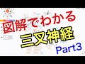 脳神経5番Part3:三叉神経(下顎神経)の走行と機能を解説