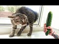 ПРИКОЛЫ С ЖИВОТНЫМИ ДО СЛЕЗ / Смешные КОТЫ 2022 / Приколы с КОТАМИ / Funny ANIMALS video #83