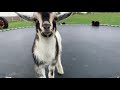 Baby goat loves the trampoline | farm update