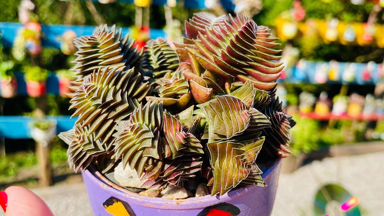 CONHEÇA MAIS DE 20 ESPECIES DE CRASSULAS QUE FICAM  LINDAS EM ARRANJOS #videos #suculentas #plantas