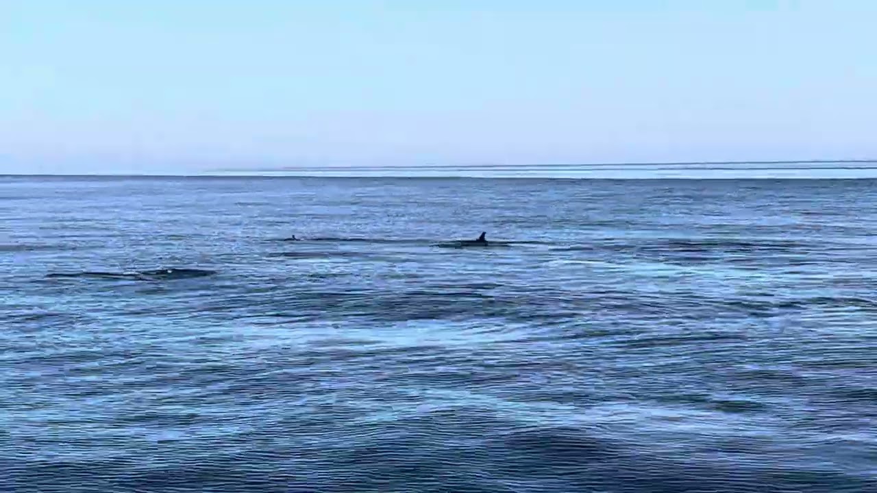 Enjoy the moment !! Disfrutando el momento!! Catamaran Dragon de Oro #dolphins #benalmádena #summer