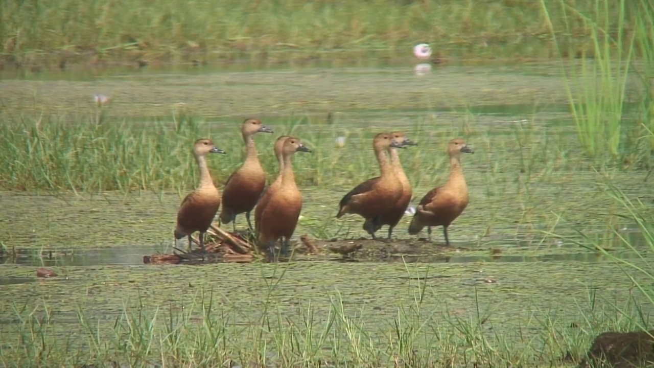 リュウキュウガモ（2）警戒心？（タイ・バンコク） - Lesser Whistling Duck - Wild Bird - 野鳥 動画図鑑