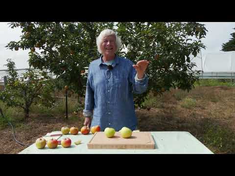 Video: Când să culeg merele din Goodland?