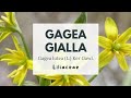 CIPOLACCIO STELLATO - GAGEA GIALLA - Wald-Gelbstern - Yellow star-of-Bethlehem - Gagée jaune