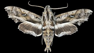 Hemeroplanes Triptolemus - Der unscheinbare Falter mit Aussagekraft
