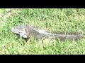 Leaping Iguanas of Palm Beach County, Florida