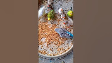 Budgies💙 & Finches 😍